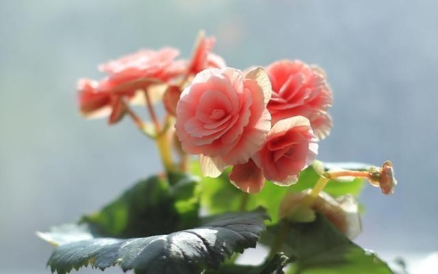 老人常说:男人养花不是“娘”就是懒,你认同这句话吗?