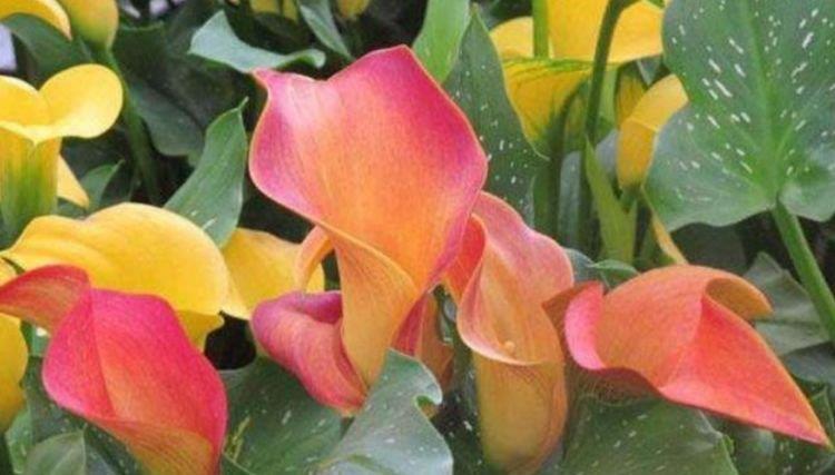 适合夏季养的花,好活易爆盆,名字好听花更美,越养越上瘾