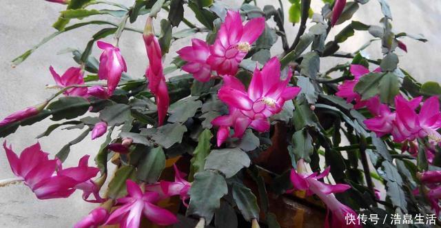 鱼肠|秋冬土里掺点它，君子兰，蟹爪兰，疯狂开花，叶子绿出油