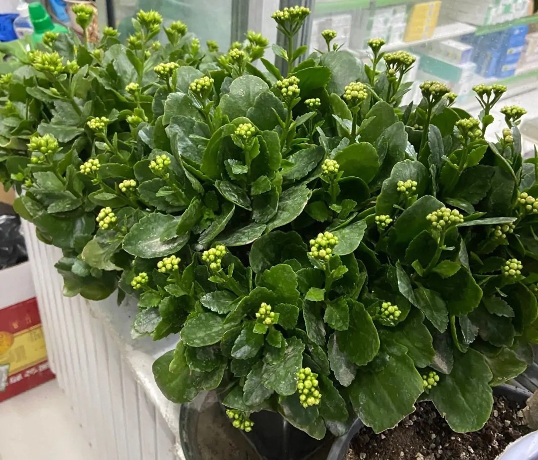 花友们|长寿花“装菜”不打花苞注意这“三点”,花苞呼呼冒花儿满枝头