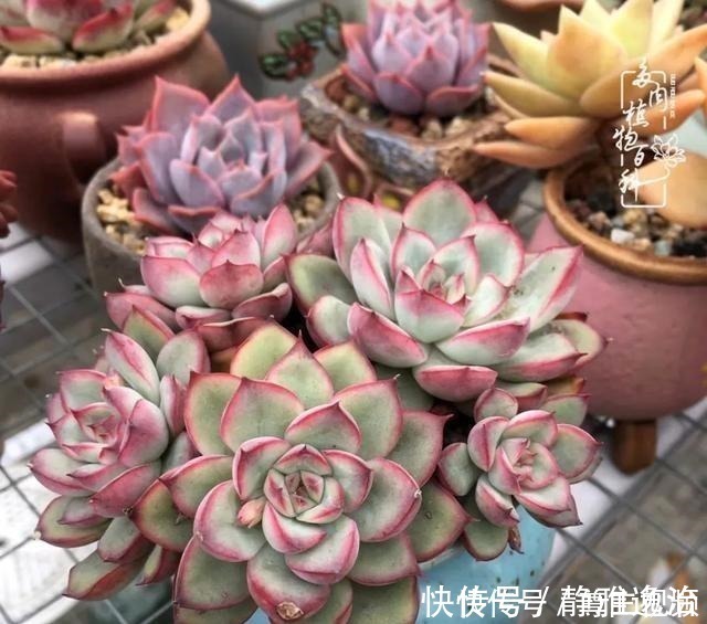 静夜|养多肉三年多，初见惊鸿！累并快乐着！养多肉三年多，初见惊鸿！累并快乐着！