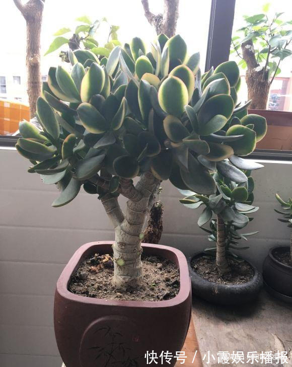 秋季玉树长的快,做到“1剪2喂”,主干变老桩,新叶又胖又圆