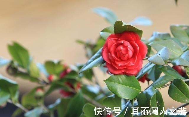 开花|这6种花,记住晚上冻,白天晒,开花特别快!