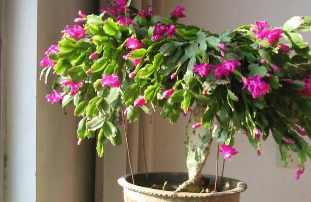 叶片|蟹爪兰叶片软趴趴怎么办从3方面对症处理,冬春花开爆满盆