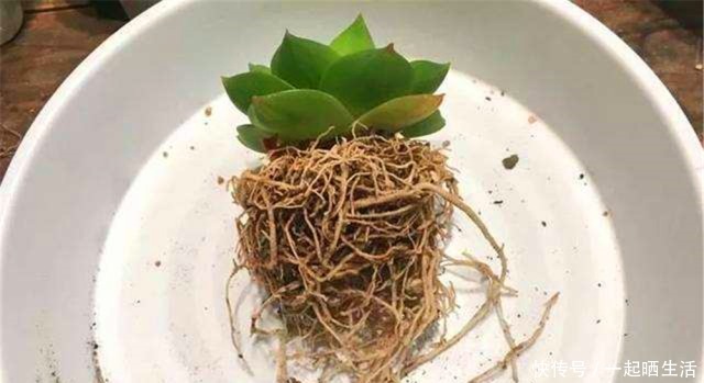 给多肉修根，忘了做这“1步”，容易黑腐、烂根，还不如原生盆！