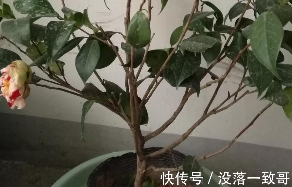 茶花|茶花换盆上盆详细步骤，学会这些，上盆不再求人，而且成活率高