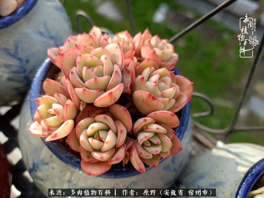 揭秘那些干净又温暖的多肉照片从哪里来