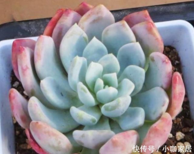 多肉植物|冬季,怎么养护多肉红卷叶上色快?