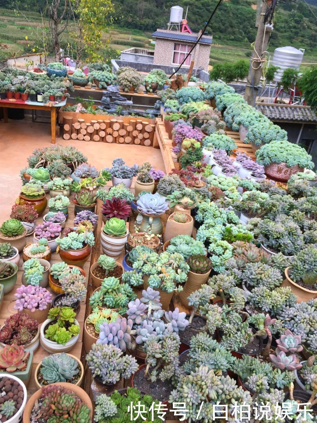 女婿在楼顶养多肉,村里人都跑来参观,丈母娘高兴坏了!