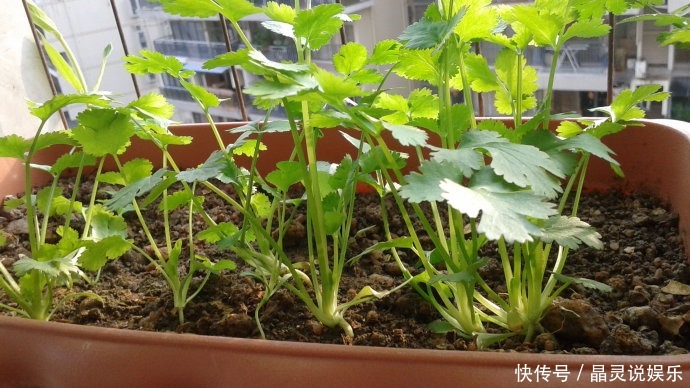 阳台上|不用种子,切下的菜根放盆里,阳台长满小绿苗!