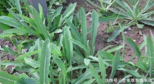 苦菜|藥食同源，民間苦菜，被古本草列為極品，遍布農村鄉下卻少有人知