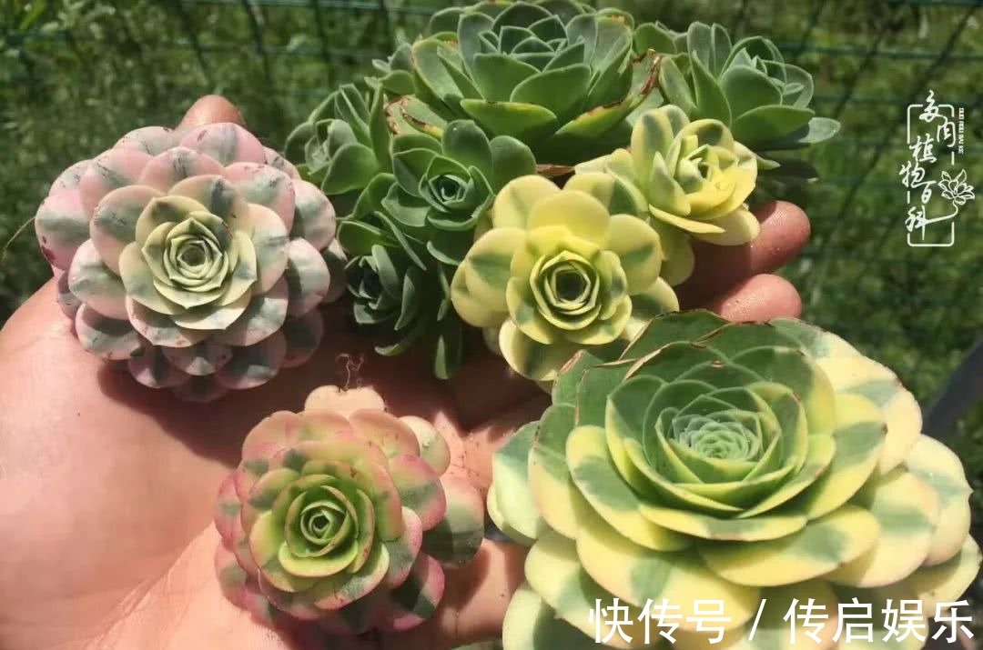 科普“山地玫瑰锦”万中无一，仙气缭绕！附养护知识！