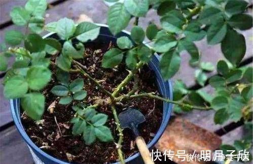 给花换盆后,3件事不能做,不然难服盆,还长不好