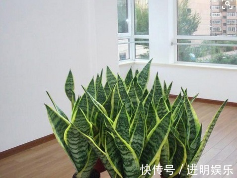 养殖|想要办公室养眼有亮色,这几种“必种”植物不能少,你有吗
