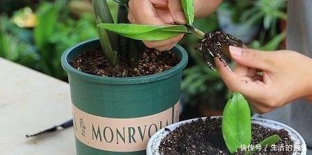 想养“镇宅树”就选它们,摘下叶片埋土里,蹭蹭长成幼苗盆栽!