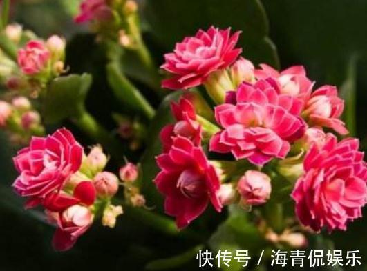 雷区|养长寿花时，避开2大“雷区”，植株越长越旺，花多叶茂轻松爆盆