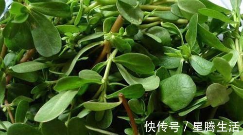 抗生素|马齿笕加1物,白发变黑发,根和叶子哪个好?用对才“事半功倍”