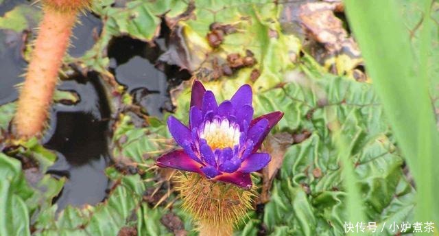 好好|人称“水中人参”,长得像“鸡头”,若见到,记得好好品尝