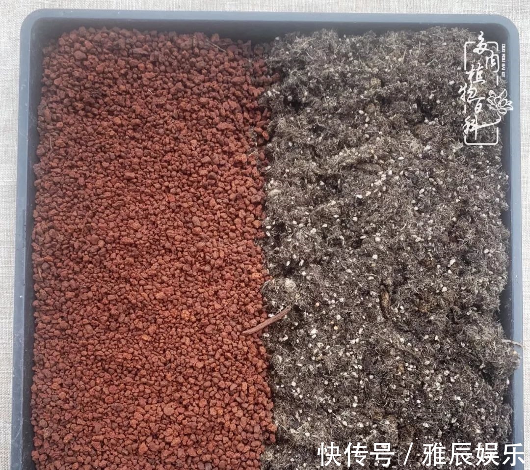 框子|这多肉拼盘这么仙!如何制作达人手把手教你制作长生草拼盘!