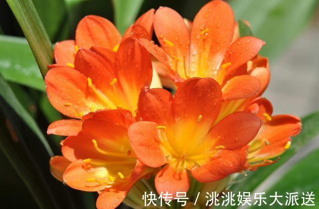 养君子兰,捡回“2种料”,扔盆里,根系旺,开花多,美极了