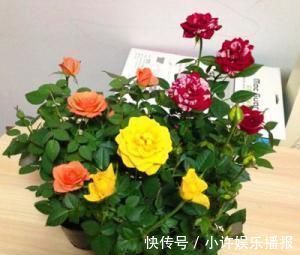 杜鹃花|2种花,再漂亮也别养,太难养了,养花大神都难养活!