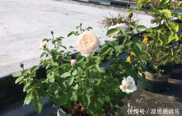 扦插|扦插月季有“学问”,学会这方法,生根长芽快,成活率更高