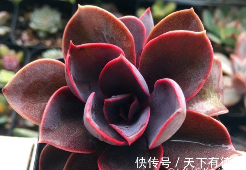 紫红色|多肉紫丁香株型不大,放在室内养会褪色,但露养则粉嘟嘟的很好看