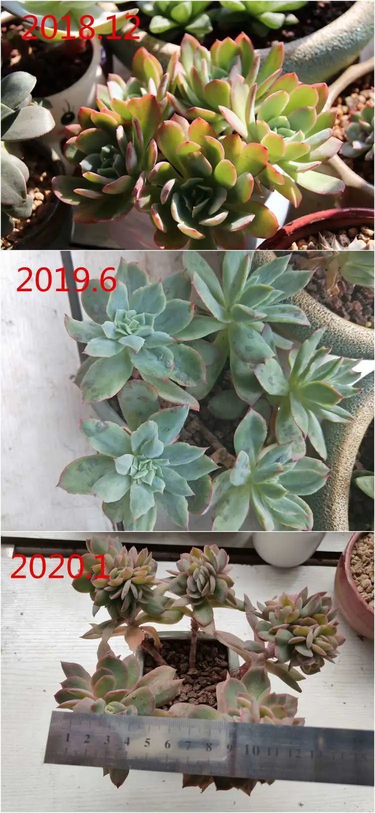 每次的剁手都是忍无可忍，无需再忍！买买买！静待肉美！