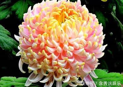 花瓣|喜欢养菊,不如养盆”优良名菊“唐宇秋荷,似金光莲花,清新淡雅