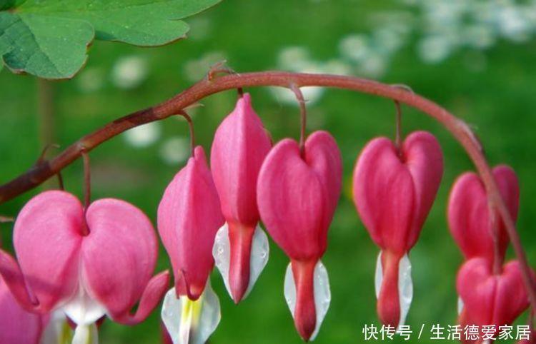 阳台养这几朵花,花开不断,开花幽香暗淡,花型圆滚惹人爱