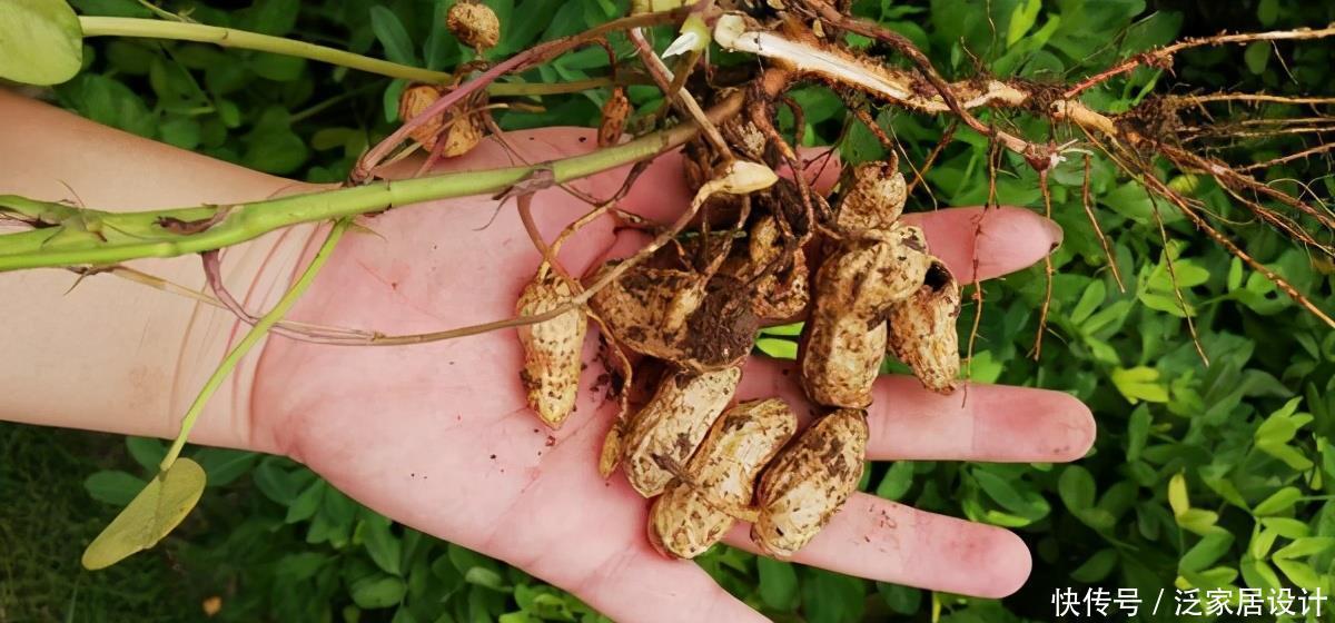 君子兰养护小技巧，土里埋上它，叶片肥又亮