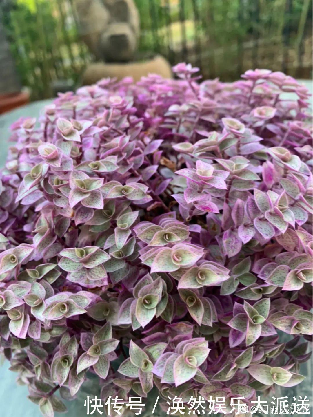 5种花真稀罕,叶子越晒越红彤彤,一盆能开20朵!