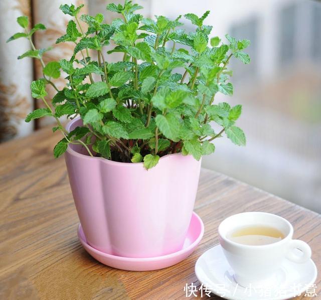 喜欢叶子有香味的花?5种芳香的绿植,比绿萝更好养更耐看