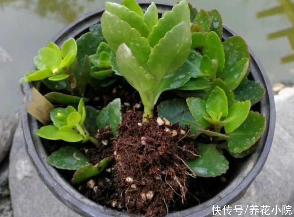 漂亮|5种漂亮的花，天热不影响扦插，半个月就能生根成活
