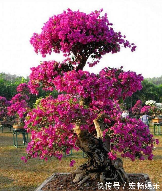 三角梅盆景开花落败,抓紧时间修剪一番,再次开花很简单