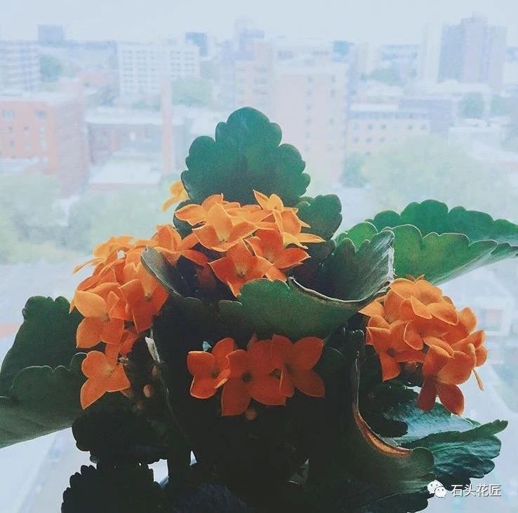 孕蕾|吴大妈冬季养花有“1招”,长寿花、蟹爪兰“孕蕾”超快,花疯长