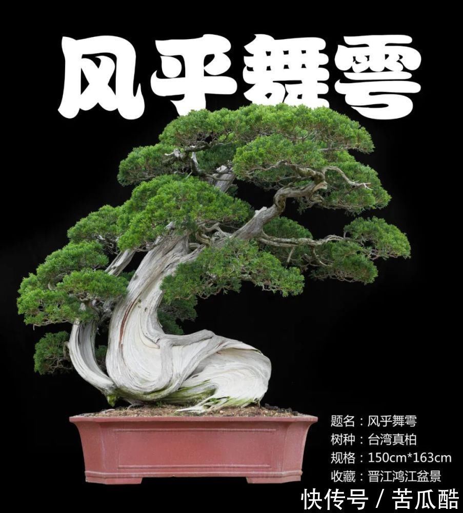 植物体|玩好盆景不容易，玩死它却是手到擒来