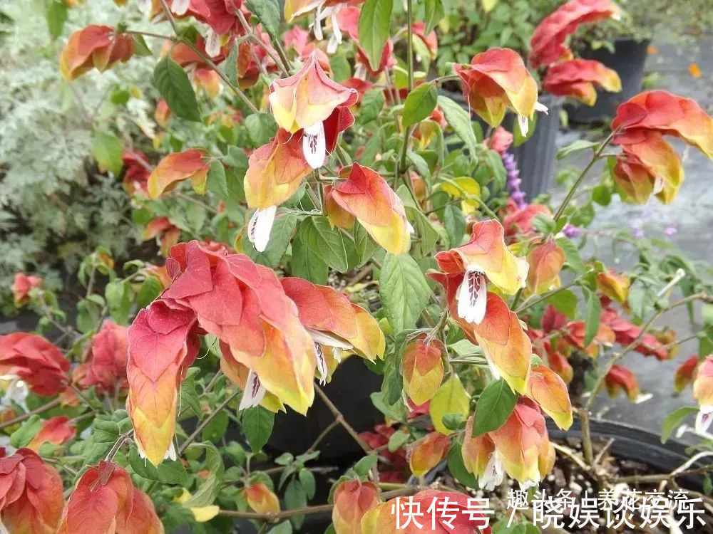 给家里多增添些热带风情,这12种红红火火的热带红花不可少