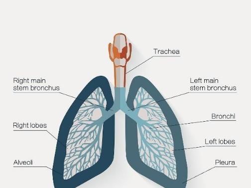 肺部|睡觉时出现以下4种情况，多半是肺部病变“预警”，可不能大意