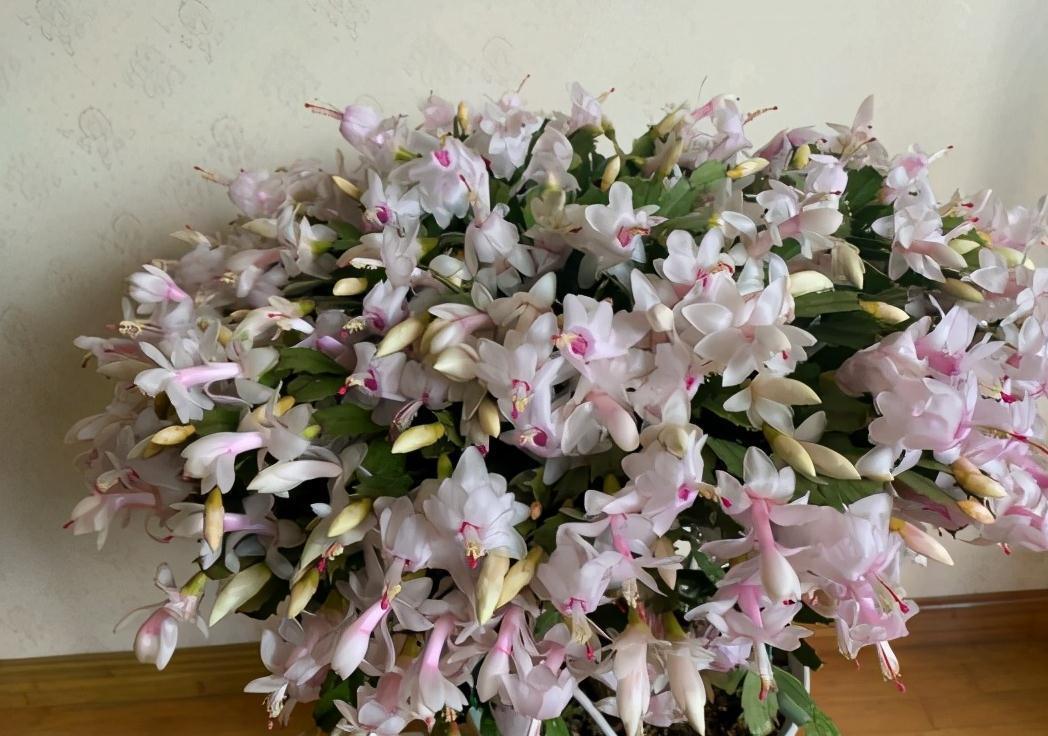 10种“吉利花”,“穷养”才能长大,越挤越壮实,越大越“旺家”