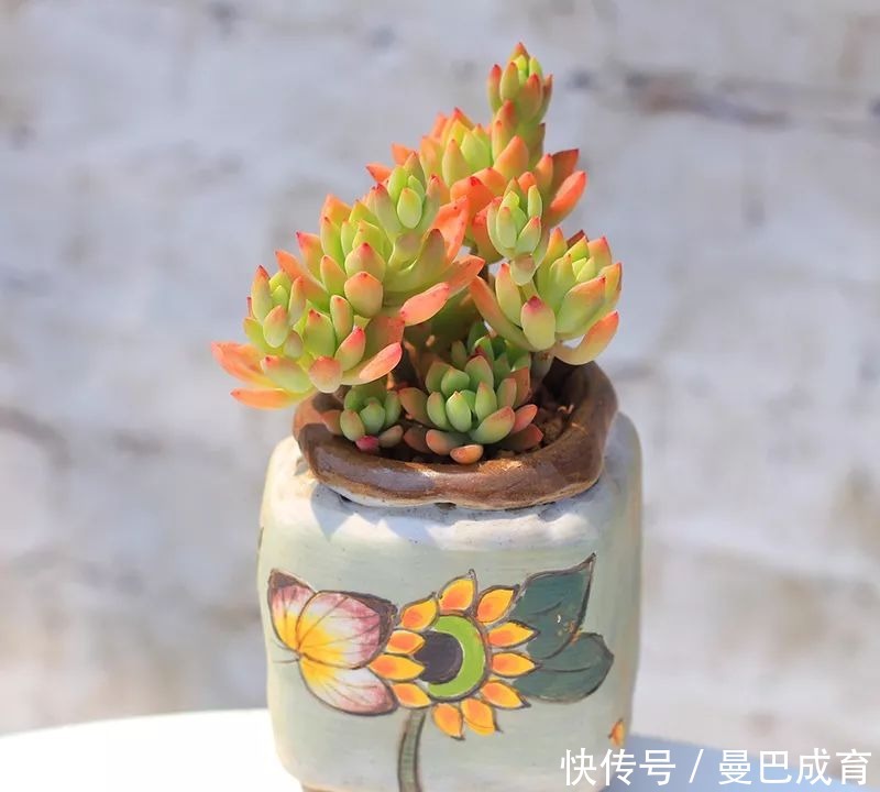 5种多肉“小老桩”,随便晒晒就上色,美的不可方物!