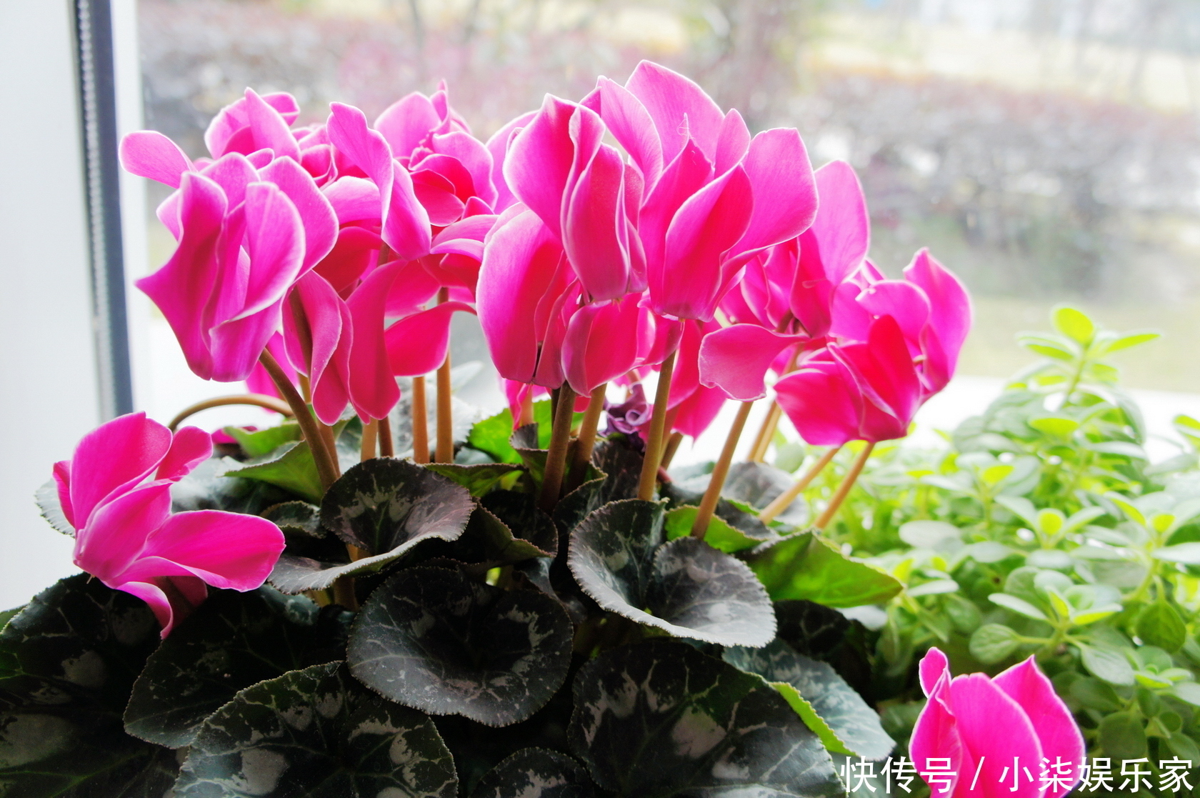 非洲菊|4种“花叶”,沾水就“衰”,喷水要注意,否则养10盆“死10