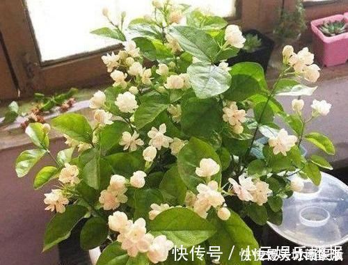 平时该如何管理茉莉花抓住5个重点，植株枝繁叶茂、开花多