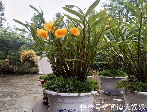 盆栽花草不能养成这3坏习惯！不然植物长不旺，花卉迟迟不开花