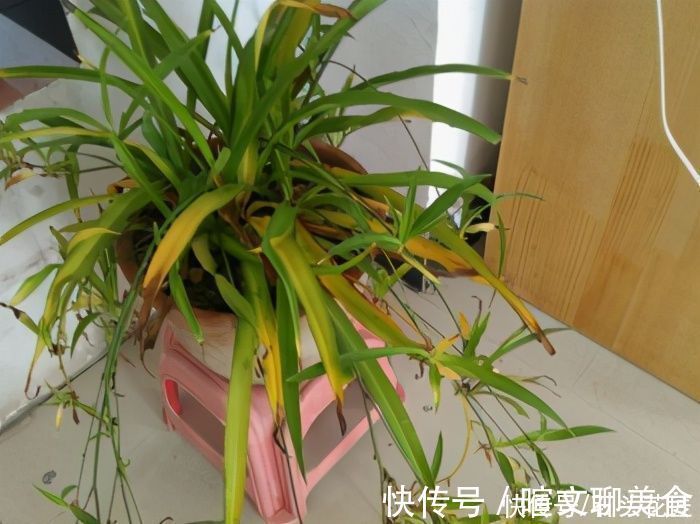 冬天室内养花“干尖”，你可能做了4件“错事”，现在改来得及