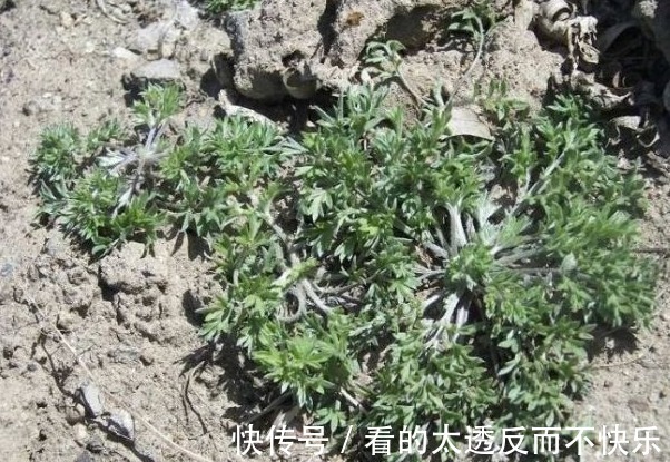 泡水|人称“护肝王”的野草,就在田间地头,泡水能远离肝炎、肝硬化