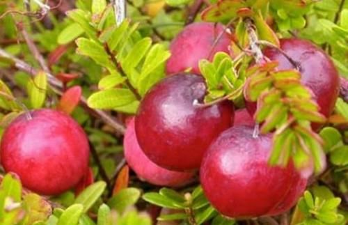 食物|中年人推荐多吃3种食物，美容养生、滋润身体，好处多多！