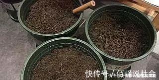 旧土|养花旧土别丢,掺入这“3样”,肥得流油不板结,养花太旺了