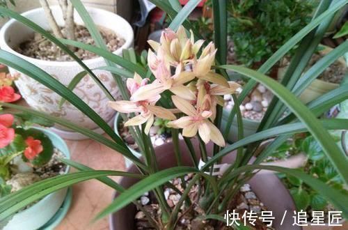 松针土|一种“万能土”,养花的人抢着挖,养兰花、君子兰杠杠滴