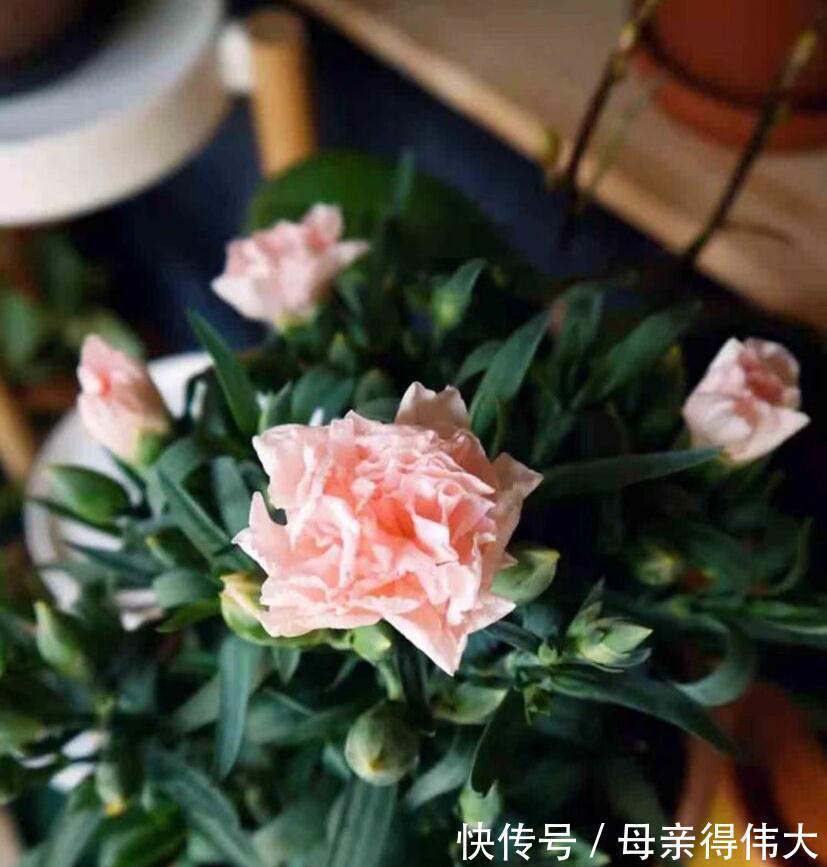 养护|花量好大的一种花,养护简单,耐寒耐热,轻松开出百朵花